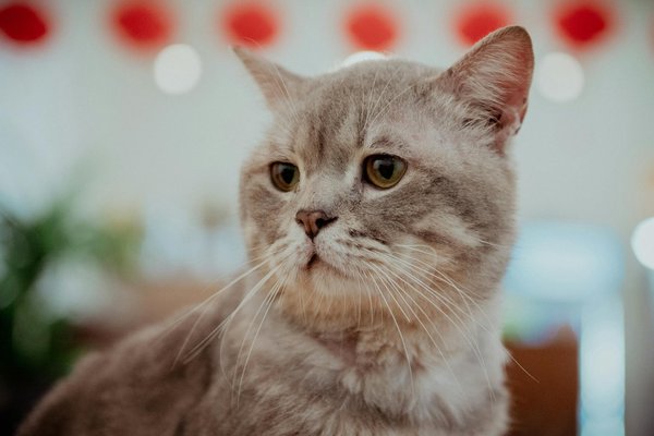 Vico gabriella: la storia di un'ex pallavolista diventata riferimento nel fitness femminile